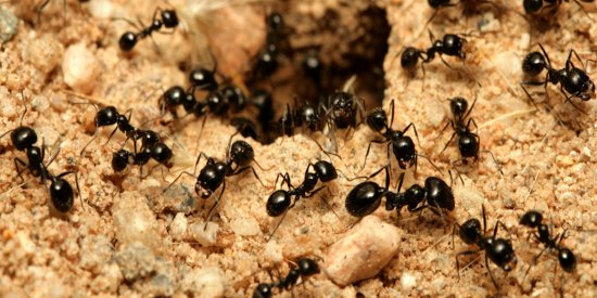 地球上到底有多少只蚂蚁？新研究估算：约有2亿亿只_0