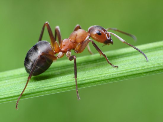 地球上到底有多少只蚂蚁？新研究估算：约有2亿亿只_1