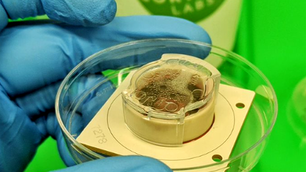 科学家试图教会实验室培养脑细胞玩Pong_1