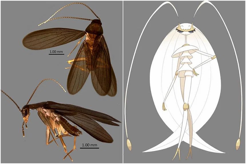 新加坡发现新种蟑螂 科学家使用宝可梦名字为其命名_0