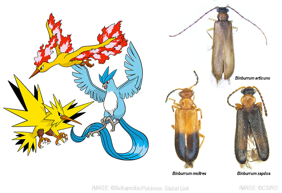 新加坡发现新种蟑螂 科学家使用宝可梦名字为其命名_1